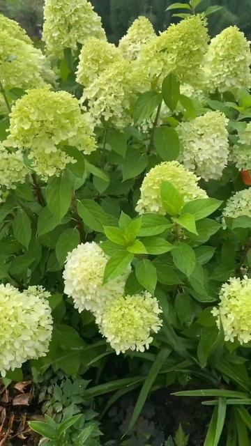 Гортензия метельчатая Лаймлайт распускается!) смотреть онлайн