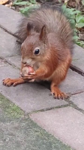 Как белка ест орех? смотреть онлайн