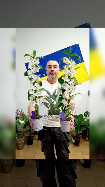 Орхидеи Дендробиум Нобиле Пинк Клауд, цена 360 гривен! Б смотреть онлайн