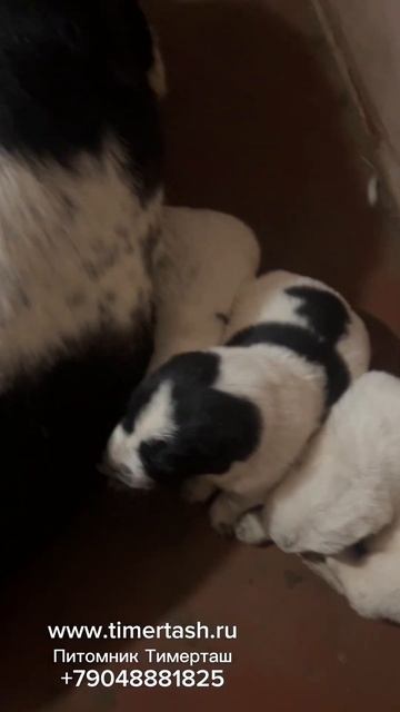 Помет Я сезона 2024 в питомнике Тимерташ от ЛОРИ и ЖОРЫ Е смотреть онлайн