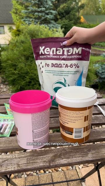 Хлороз у гортензии 🌿#хлороз #гортензия #дача #дачасво? смотреть онлайн