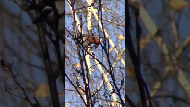 Снегирь ест ягоды рябины #birds #nature #природа #птица смотреть онлайн