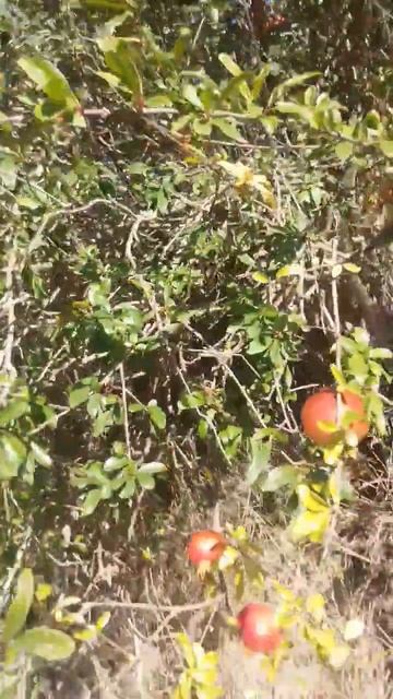 Нравится ли Вам гранат? #Shorts #Short смотреть онлайн