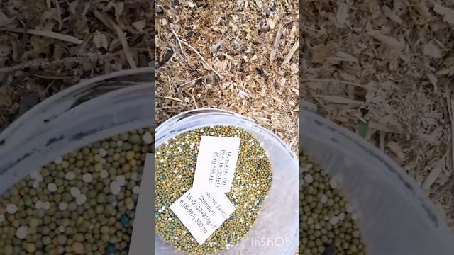 Весенняя подкормка гортензиий и подкисление почвы у г