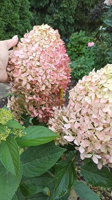 Метельчатая гортензия  Royal Flower.. смотреть онлайн