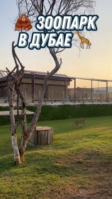 🦒Лучший Зоопарк! #Дубай #ОАЭ #Животные #Жирафы #Львы #Sho смотреть онлайн