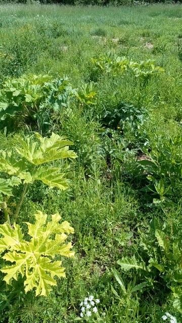 как победить борщевик Смотрите следующий ролик