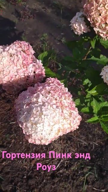 Метельчатая гортензия Пинк энд Роуз смотреть онлайн