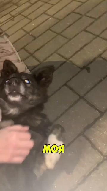 Как можно быть такой доброй?! #youtubeshorts #юмор #жена #прико смотреть онлайн