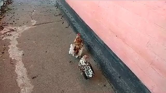 Карловка сентябрь 2024 смотреть онлайн