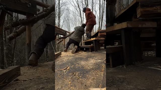 УДИВИТЕЛЬНЫЙ СОРТ БЕРЁЗЫ # береза#сортаберезы#деревоо смотреть онлайн