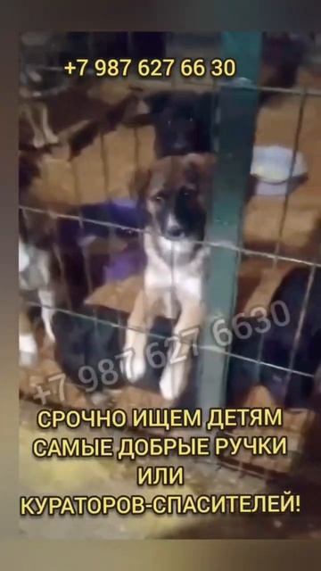 ОБРЕЧЕННЫЕ ДЕТИ В ОТЛОВЕ😭#спасисобаку #щенок #dog #соба