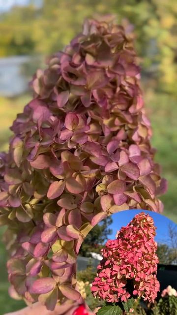 Стабілізована гортензія Fraise Melba. смотреть онлайн