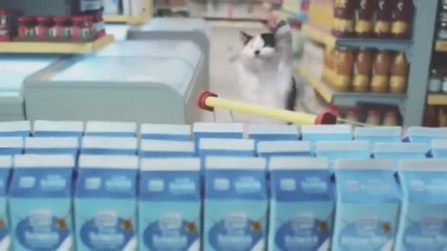 Кошачий мир смотреть онлайн