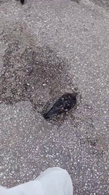 #Есть ли шанс найти еду? Цель и достижение# успех смотреть онлайн