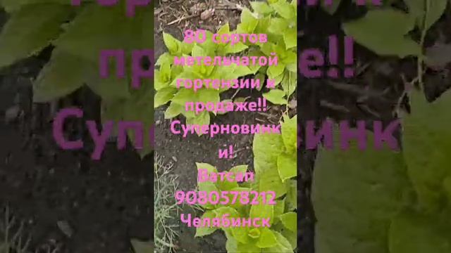 ПРЕДЛАГАЮ К ПРОДАЖЕ МЕТЕЛЬЧАТЫЕ ГОРТЕНЗИИ ОКС.. Р9.. С2 ? смотреть онлайн