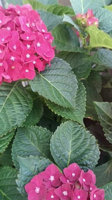 Гортензия широколистная смотреть онлайн