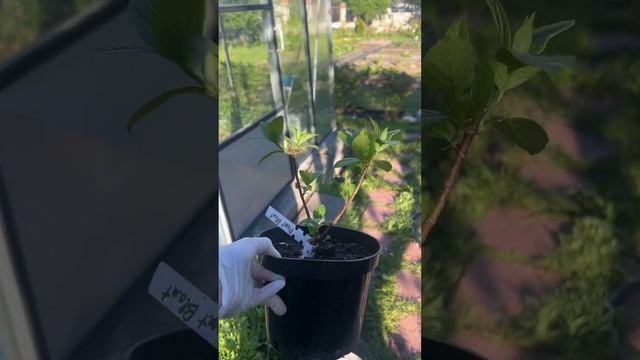 ГОРТЕНЗИЯ МЕТЕЛЬЧАТАЯ MONT BLANC смотреть онлайн