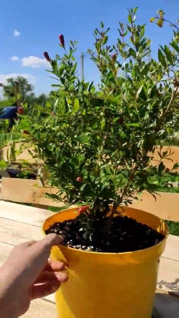 #гранат #гранатнана #продажа #саженцев #экзотика #плодо смотреть онлайн