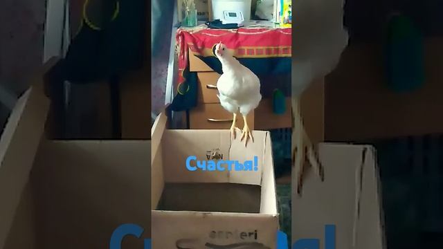 У каждого должна быть своя птица 😂 Счастья! смотреть онлайн