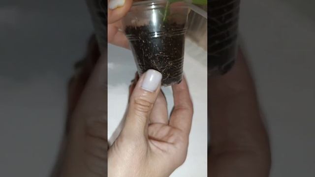 Как растут из почек гортензии#гортензия#черенки#почки