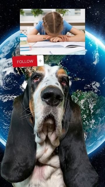 Физрук выигрывает💪 #животные #юмор #собаки #собака #dogs смотреть онлайн