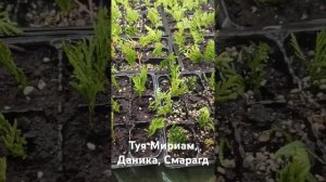 Туя Мириам, Даника, Смарагд, черенкование. Питомник хв?