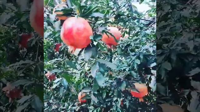 ГРАНАТЫ НАША смотреть онлайн