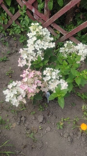 гортензия Ангел блаш