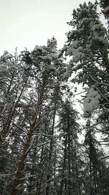 СНЕГ В ЛЕСУ ЗАКУТАЛ ЁЛКУ СПРЯТАЛ ЁЛКУ ОТ РЕБЯТ. #shorts смотреть онлайн