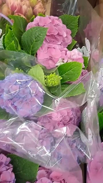 гортензии в перекрестке смотреть онлайн