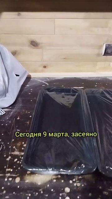 Посеил табак. Сигарные сорта. #табаководство смотреть онлайн