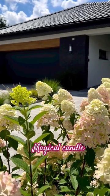 #magical #candle #hydrangea #гортензия #garden #гортензія #flowers #park#jardin # смотреть онлайн