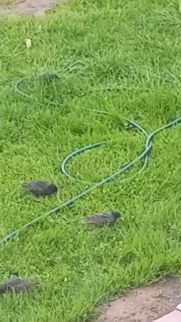 непонятные птицы, прилетают и едят червяков! смотреть онлайн