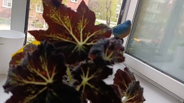 комнатные растения: любоваться нужно растениями 😍/посадки🪴🪴🪴🪴🪴🪴🪴