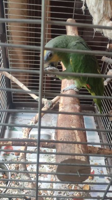 (: Белка 🐿️ ест жёлуди:) смотреть онлайн