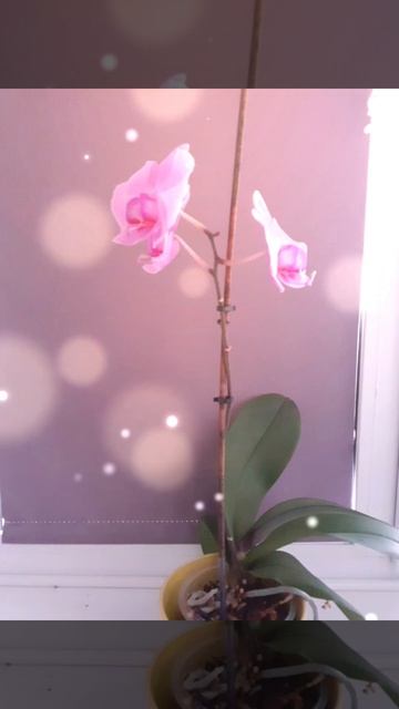 как заставить орхидею цвести/пышное цветение #цветы #с смотреть онлайн