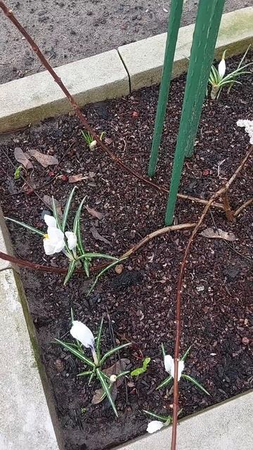 что растет в апреле в Ленинградской области смотреть онлайн