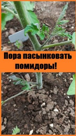 Первое УДАЛЕНИЕ ПАСЫНКОВ помидоров в теплице - УЖЕ ПОРА!