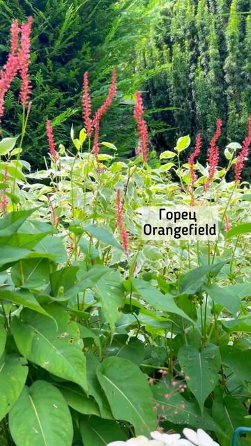 С чем сочетать гортензию? Гортензия Wims Red в июле! #shortvideo смотреть онлайн