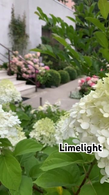 #limelight #hortensia #hydrangea #hydrangeaflower #садгортензий #гортензия #fl смотреть онлайн