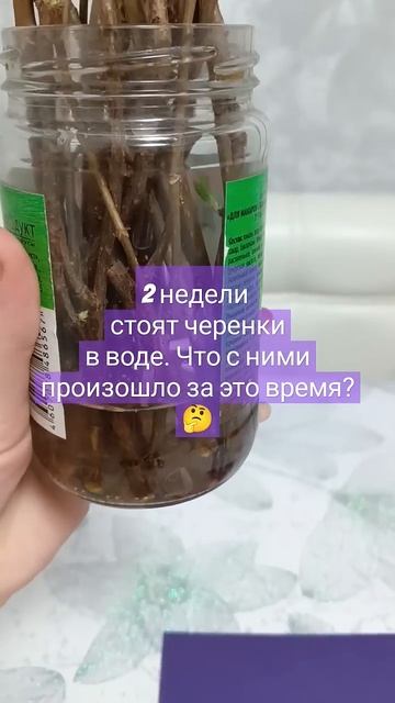 2 недели стоят черенки метельчатой гортензии в воде. Ч? смотреть онлайн