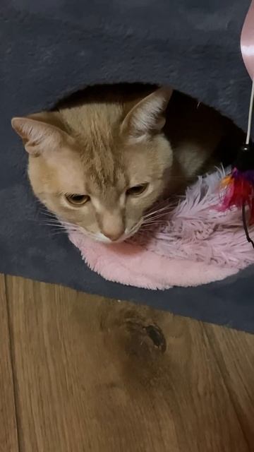 У Меня Есть Дома Кот🐈 смотреть онлайн