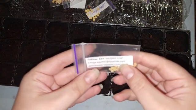 Рукодільне садівництво. Сіємо перець на розсаду