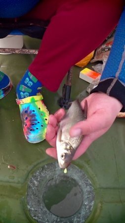А ВЫ ОТПУСКАЕТЕ РЫБУ? #shorts #рыбалка #fishing #рыба #fish #эдвардкосичка  #природа #nature #отдых