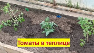 Высаживаю помидоры в теплицу