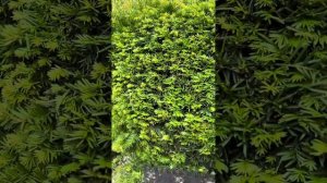 Формируем тис 🇨🇿