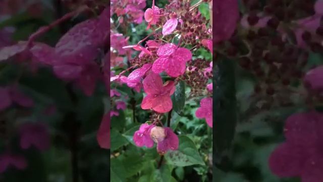 Гортензия Вимс Ред смотреть онлайн