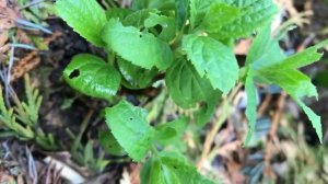 Нормировка молодой гортензии Тач оф Пинк 🌺