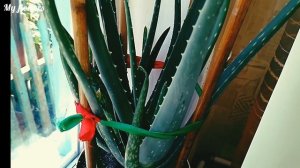 Как ухаживать за Алоэ в домашних условиях.